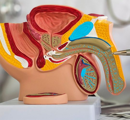 Engrosamiento de pene con ácido hilaurónico: Resultados y precio Engrosamiento de pene con ácido hilaurónico: Resultados y precio